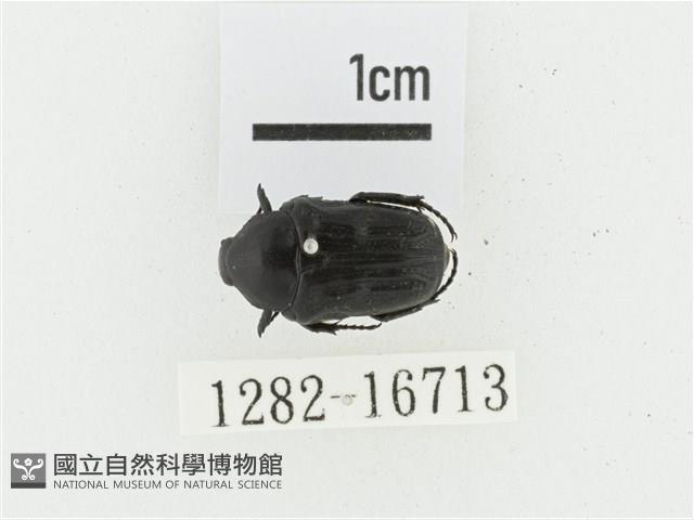 偽橫斑黑花金龜藏品圖，第1張