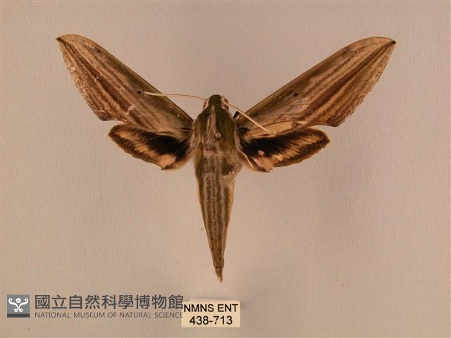 棕綠背線天蛾藏品圖，第1張