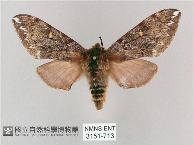 井上氏絨毛天蛾藏品圖，第1張