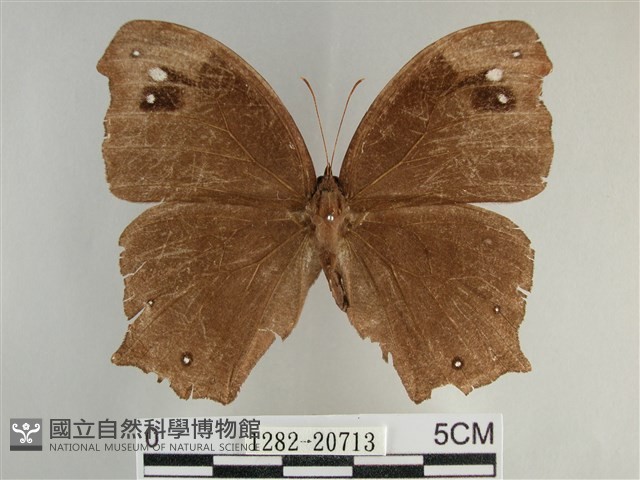 森林暮眼蝶、黑樹蔭蝶藏品圖，第1張