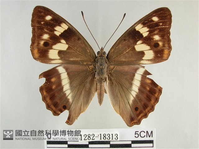 金鎧蛺蝶藏品圖，第1張