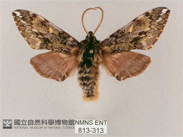 井上氏絨毛天蛾藏品圖，第1張