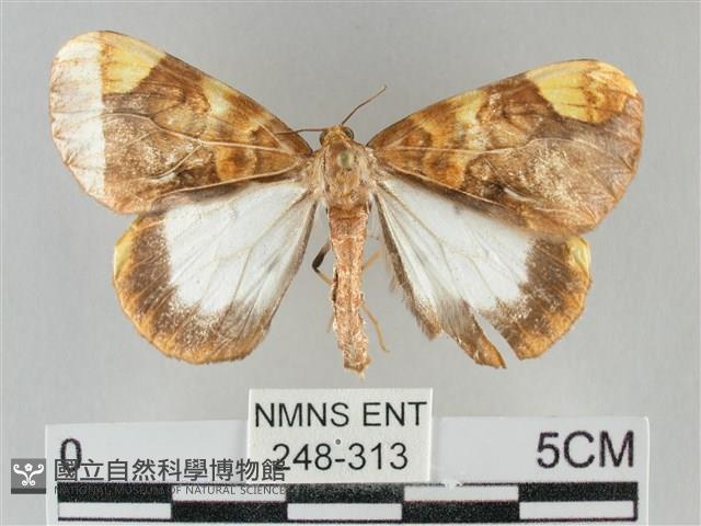 枯葉尺蛾藏品圖，第1張