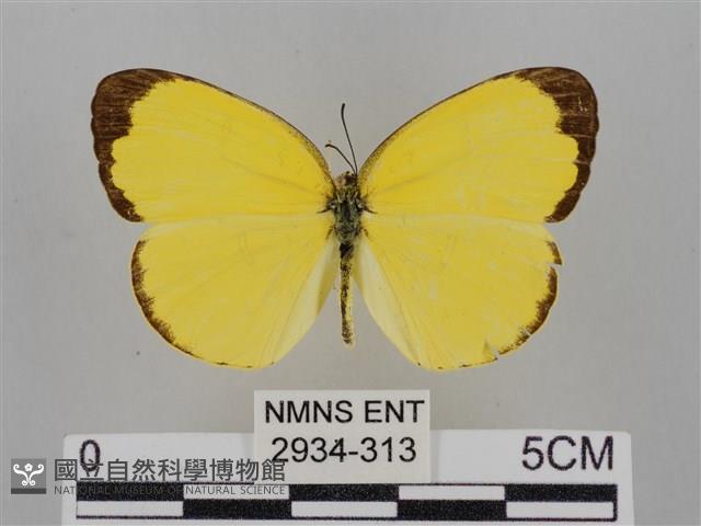 亮色黃蝶藏品圖，第1張
