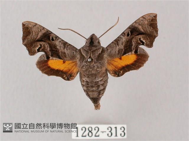 凹緣天蛾藏品圖，第1張