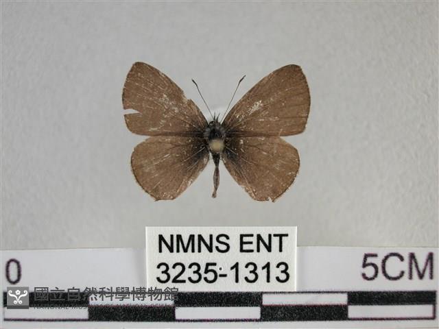 波灰蝶藏品圖，第1張