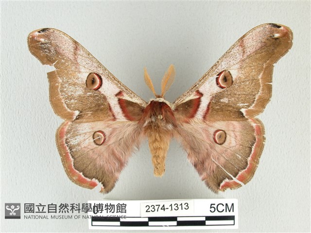 綠目天蠶蛾藏品圖，第1張