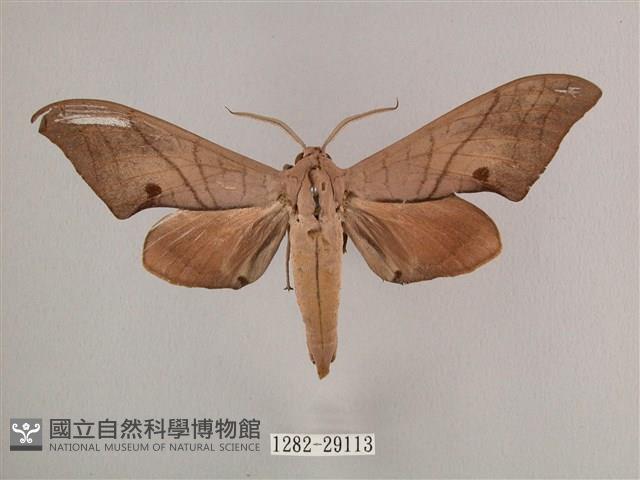 直翅六點天蛾藏品圖，第1張