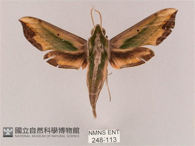 斜綠天蛾藏品圖，第1張