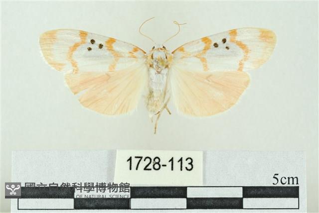 臺雪苔蛾藏品圖，第1張