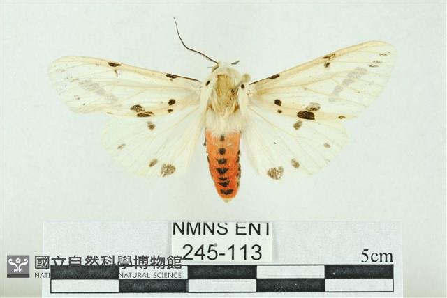 菊池污燈蛾藏品圖，第1張