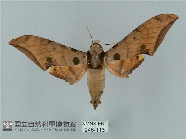 裂斑鷹翅天蛾藏品圖，第1張