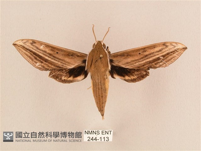 背線天蛾藏品圖，第1張