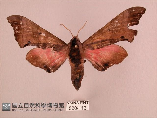 桃紅六點天蛾藏品圖，第1張