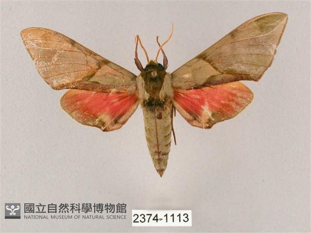 榆綠天蛾藏品圖，第1張