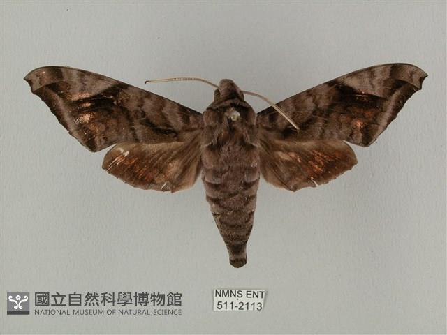 全緣缺角天蛾藏品圖，第1張