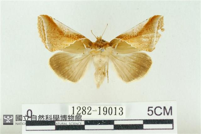 印華波紋蛾藏品圖，第1張