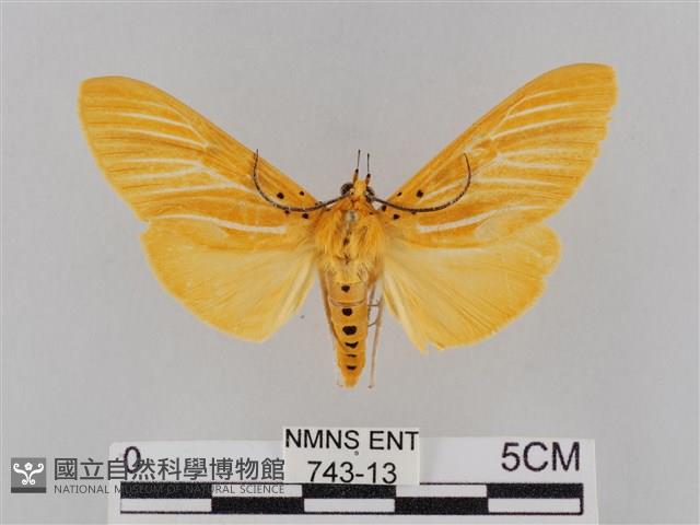 橙擬燈蛾藏品圖，第1張