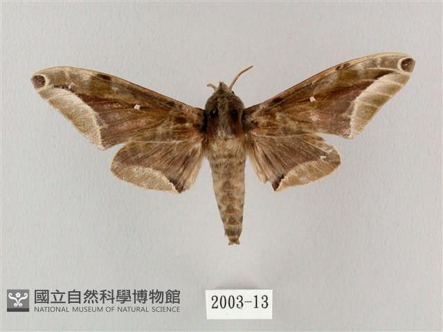 白點天蛾 藏品圖，第1張