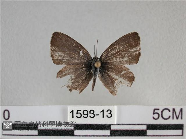 波灰蝶藏品圖，第1張