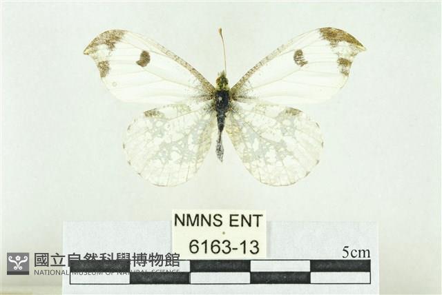 黃尖襟粉蝶藏品圖，第1張