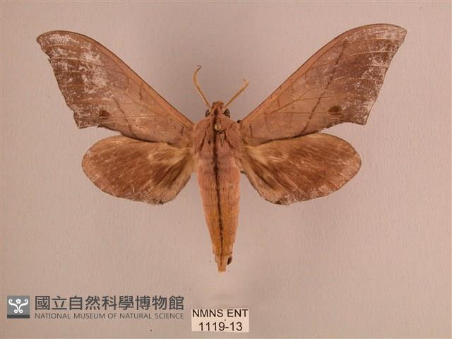 直翅六點天蛾藏品圖，第1張