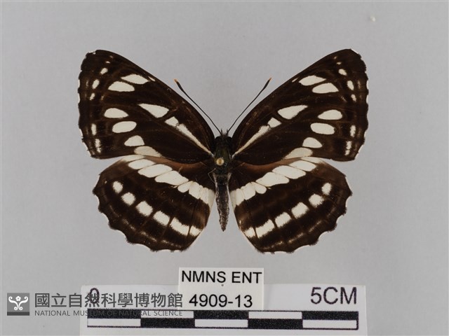 豆環蛺蝶藏品圖，第1張