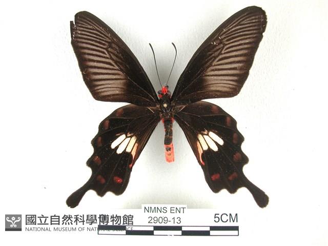 紅珠鳳蝶藏品圖，第1張