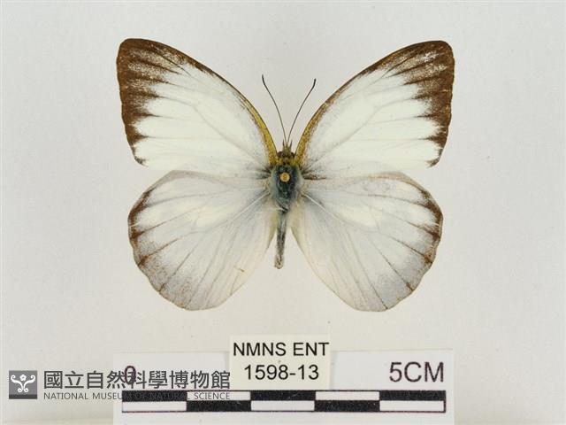 淡褐脈粉蝶藏品圖，第1張