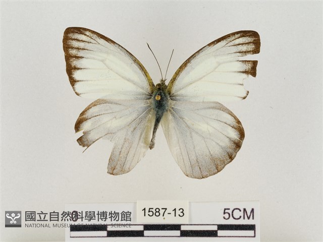 淡褐脈粉蝶藏品圖，第1張