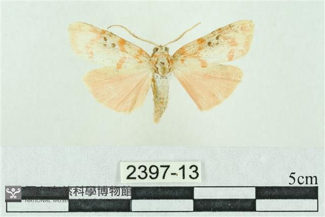 臺雪苔蛾藏品圖，第1張