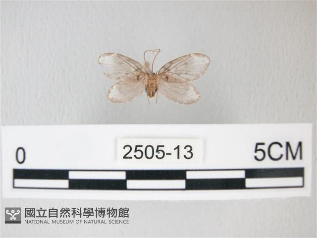 臺灣卵翅蛾藏品圖，第1張