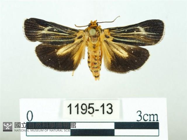 黃肩奇蛾藏品圖，第1張