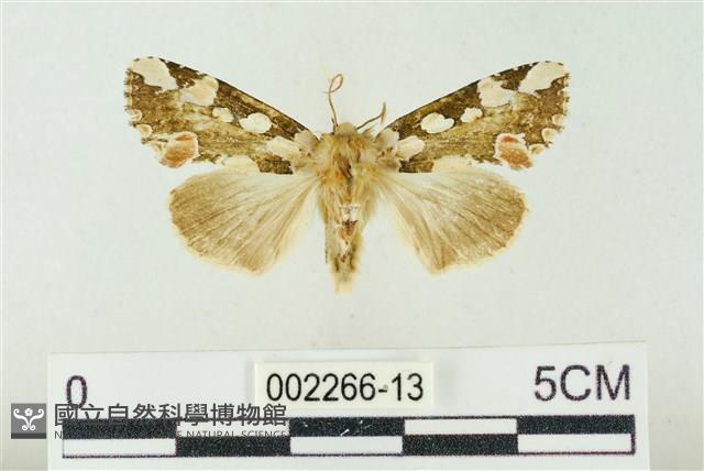 連珠波紋蛾藏品圖，第1張