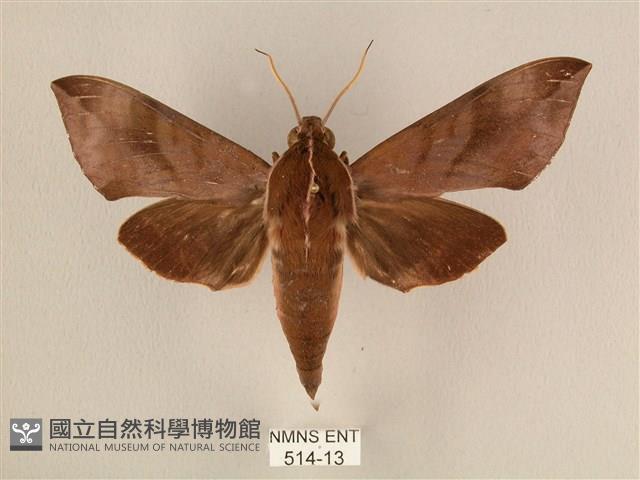 背中白天蛾藏品圖，第1張