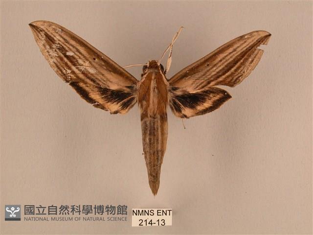 棕綠背線天蛾藏品圖，第1張