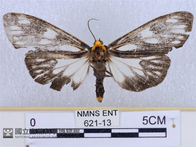 巨網燈蛾藏品圖，第1張