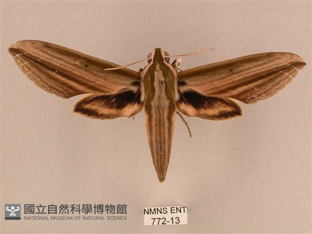 棕綠背線天蛾藏品圖，第1張