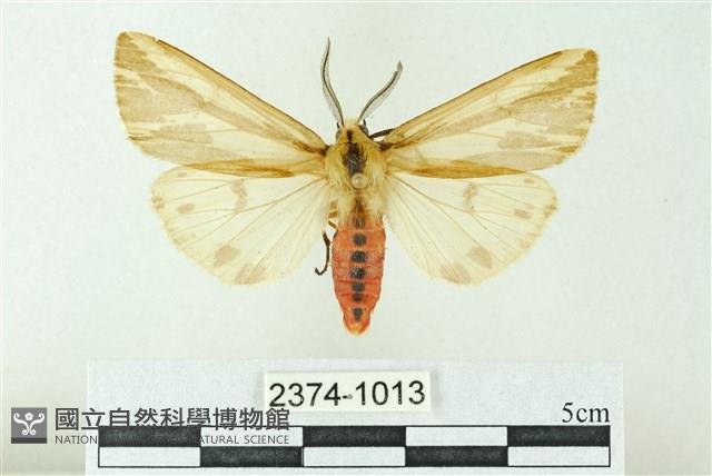 赭新污燈蛾藏品圖，第1張