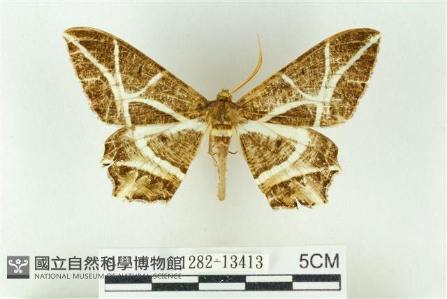 樹形尺蛾藏品圖，第1張