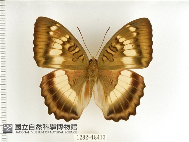 臺灣翠蛺蝶藏品圖，第1張