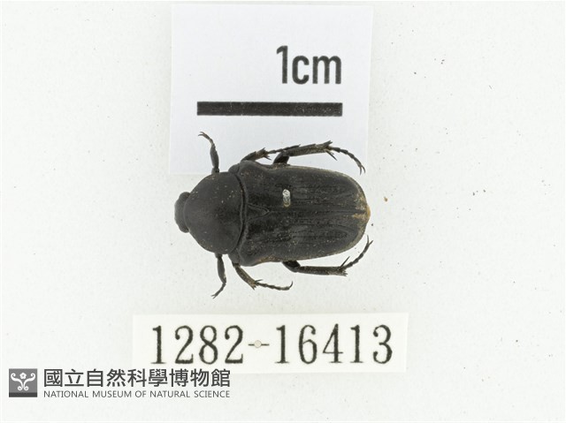 偽橫斑黑花金龜藏品圖，第1張