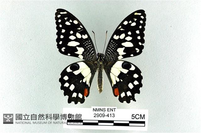 花鳳蝶、無尾鳳蝶藏品圖，第1張