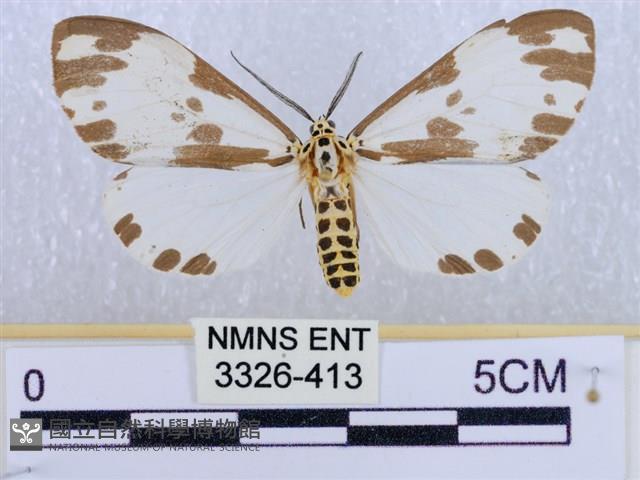 後凸蝶燈蛾藏品圖，第1張