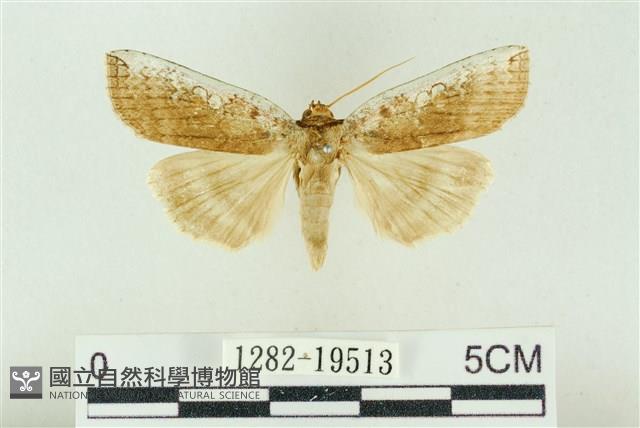 臺洒波紋蛾藏品圖，第1張