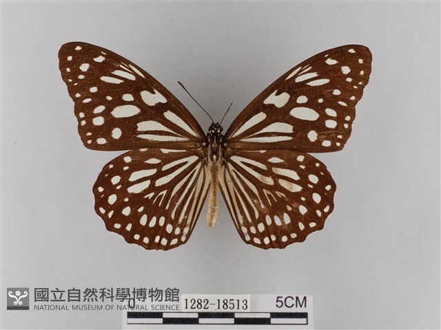淡紋青斑蝶藏品圖，第1張