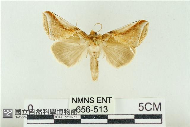 印華波紋蛾藏品圖，第1張