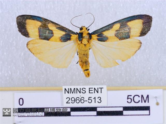 閃光苔蛾藏品圖，第1張