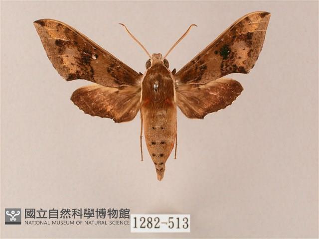 雙斑白肩天蛾藏品圖，第1張