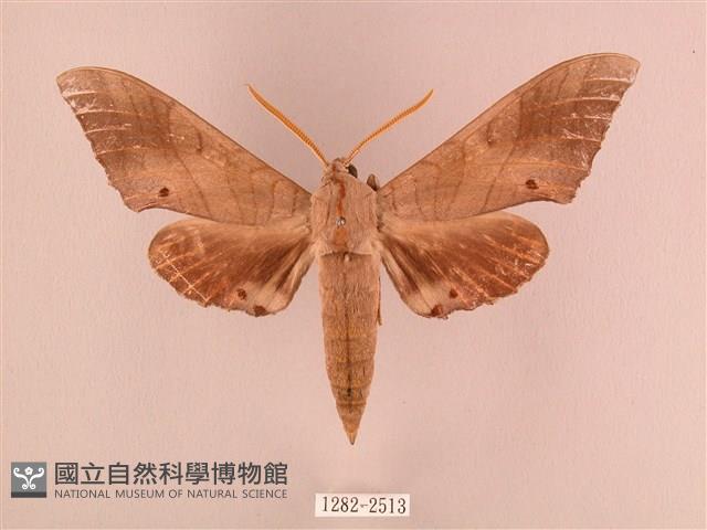 栗六點天蛾藏品圖，第1張